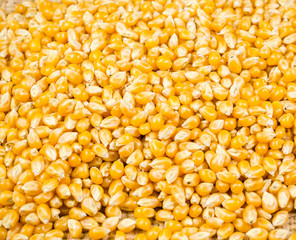 heap of dried corn seed on sack bag