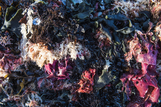Beach detritus and seaweed