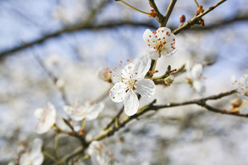 Obraz premium Nahaufnahme von Kirschblüten in der Sonne