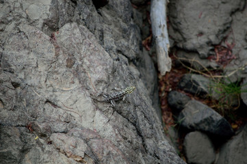Basking Gecko