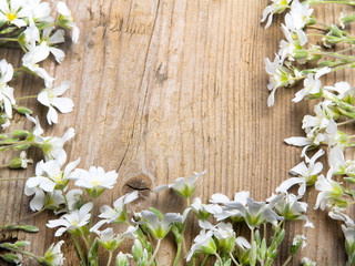 white flowers frame on brown wooden background, copy space