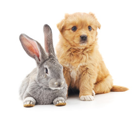 Puppy and  rabbit.