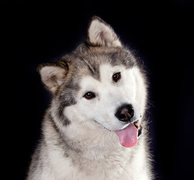 portrait of a dog breed Alaskan Malamute on a black background
