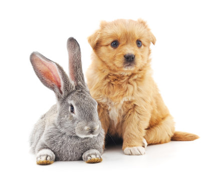 Puppy and  rabbit.