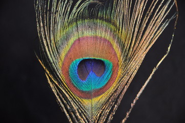 Obraz premium Pfauenfeder
