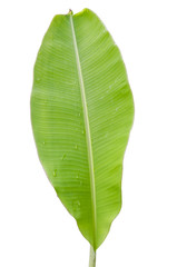Tree Banana Leaf Isolated On White / clipping path