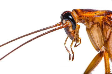 The close up photo of cockroach head isolated on white background.