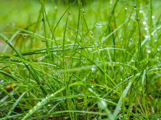Water droplets on grass from rain at early morning up close
