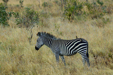 Zebra's Passenger