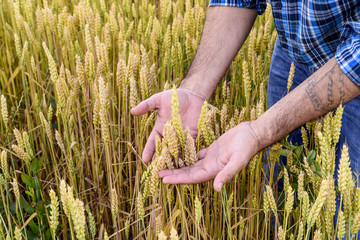 man inspecting yield in wheat field
