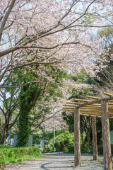 本城山公園の桜