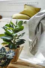 loft still life plants and blanket in vivid  morning light
