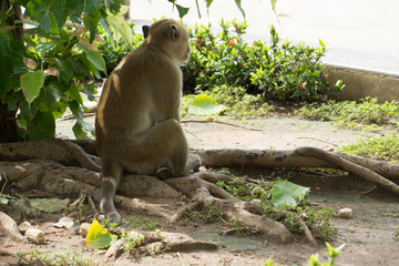 monkey alone asia only lonesome wildlife nature life