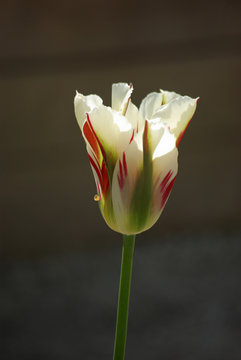 Tulipe rouge et blanche au printemps au jardin