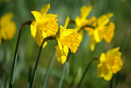 Narcisse jaune au printemps au jardin