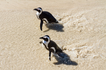 Two African Penguins
