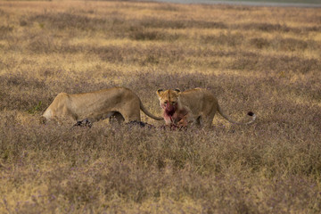 Lions eating