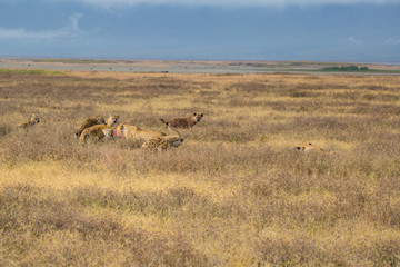 Lions fightin hyenas