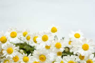 Chamomile or camomile flowers  on white background. 