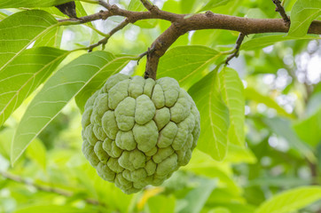 The custard apple on the tree of Thailand, selective focus.