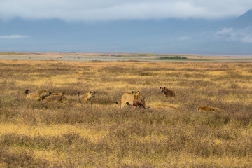 Lions fighting hyenas