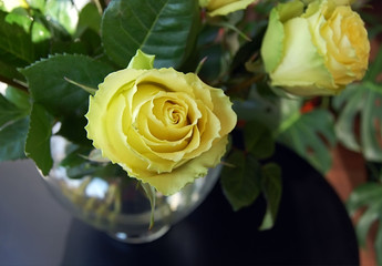 Yellow roses in a glass vase