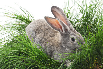 Grey rabbit.