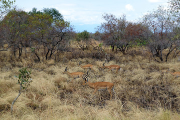 On the Move (Aepyceros melampus)