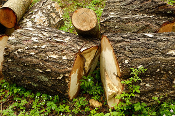 birch logs in the forest
