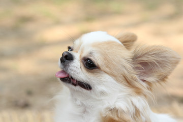 White and brown female Chihuahua dog.