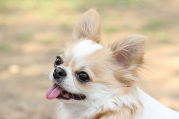 White and brown female Chihuahua dog.