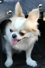White and brown female Chihuahua dog.