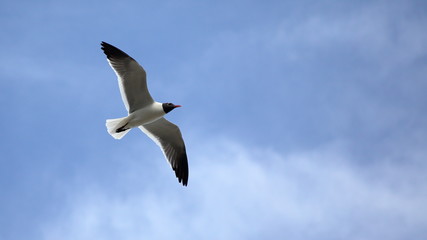 Seagull with wings spread against a blue sky