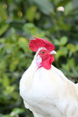 White rooster is tied to their leg on wooden beams.