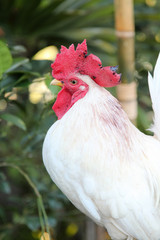 White rooster is tied to their leg on wooden beams.
