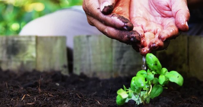 Senior man watering a plant