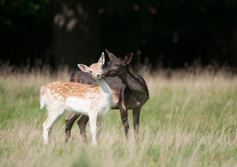 Two Fallow Deer enjoying each others company © Mark Haskins