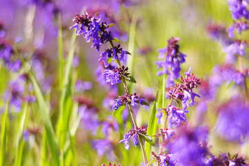 Violet flowers on field