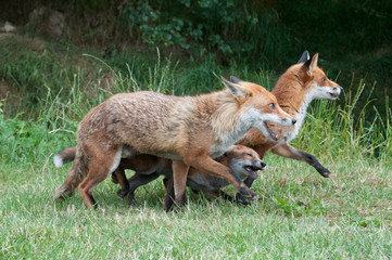 Red Fox parents escorting their cub
