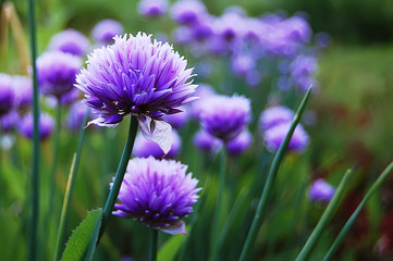 Flowers in a garden