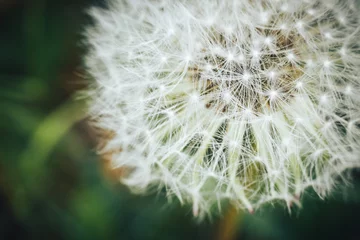 Fototapete White dandelion nature, dandelion macro wallpaper © photografspb