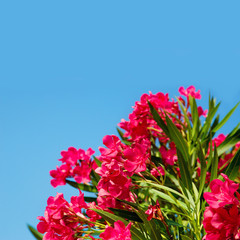 Pink Flowers Nerium oleander