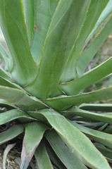 Obraz premium Sukulente