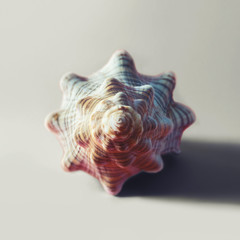 Big spiral seashell.