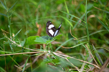 Common Sailor Butterfly (Neptis laeta)