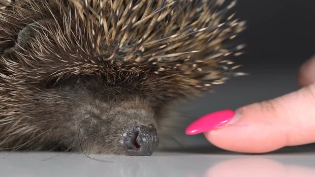 The girl touches the hedgehog with her hand. Slow motion