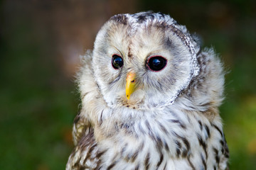 Tawny Owl