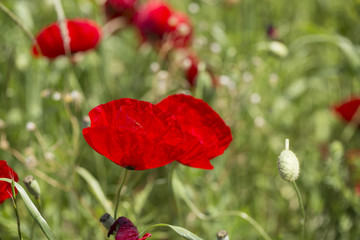 Meadow covered with flowers.