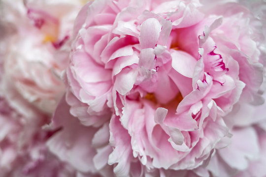 Bright pink delicate bouquet of opened fragrant peony flowers.