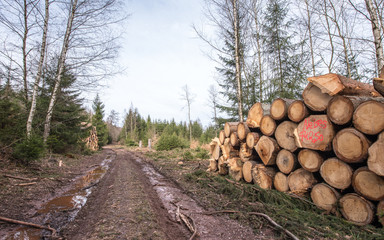 Entwaldung bei Trier